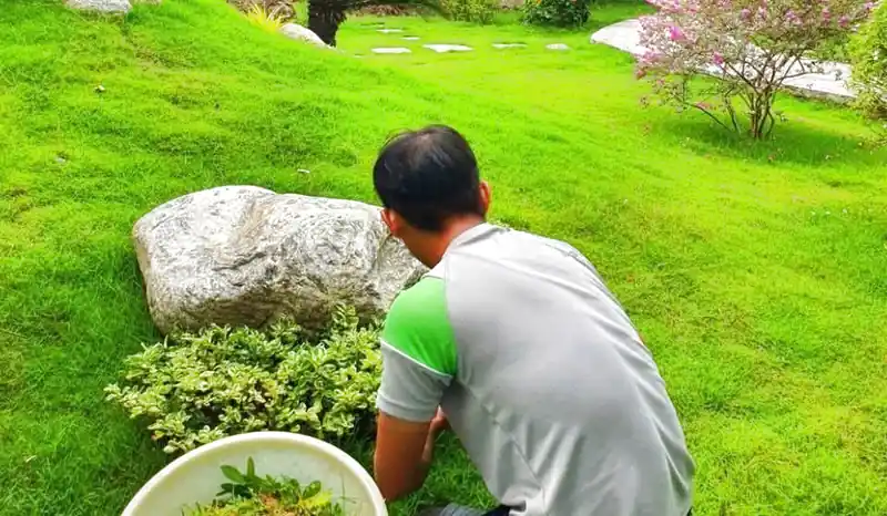 dịch vụ chăm sóc cảnh quan Hội An